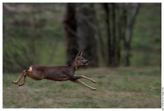 Amicale des chasseurs d’Uzemain